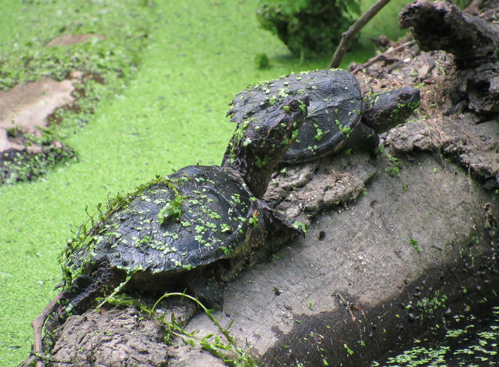 Common Snapping Turtles